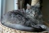 Dumny Kot*PL, Norwegian Forest Cat and Russian Blue cattery