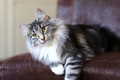 Dumny Kot*PL, Norwegian Forest Cat and Russian Blue cattery