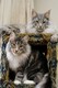 Dumny Kot*PL, Norwegian Forest Cat and Russian Blue cattery