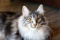 Dumny Kot*PL, Norwegian Forest Cat and Russian Blue cattery