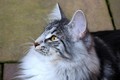 Dumny Kot*PL, Norwegian Forest Cat and Russian Blue cattery