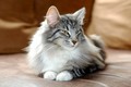 Dumny Kot*PL, Norwegian Forest Cat and Russian Blue cattery