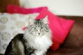 Dumny Kot*PL, Norwegian Forest Cat and Russian Blue cattery