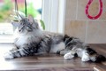 Dumny Kot*PL, Norwegian Forest Cat and Russian Blue cattery