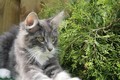 Dumny Kot*PL, Norwegian Forest Cat and Russian Blue cattery