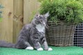 Dumny Kot*PL, Norwegian Forest Cat and Russian Blue cattery