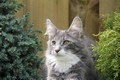 Dumny Kot*PL, Norwegian Forest Cat and Russian Blue cattery