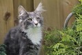 Dumny Kot*PL, Norwegian Forest Cat and Russian Blue cattery