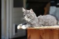 Dumny Kot*PL, Norwegian Forest Cat and Russian Blue cattery