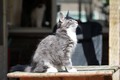 Dumny Kot*PL, Norwegian Forest Cat and Russian Blue cattery