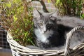 Dumny Kot*PL, Norwegian Forest Cat and Russian Blue cattery