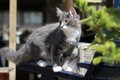 Dumny Kot*PL, Norwegian Forest Cat and Russian Blue cattery