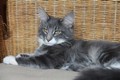 Dumny Kot*PL, Norwegian Forest Cat and Russian Blue cattery