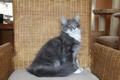 Dumny Kot*PL, Norwegian Forest Cat and Russian Blue cattery