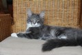 Dumny Kot*PL, Norwegian Forest Cat and Russian Blue cattery