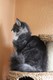 Dumny Kot*PL, Norwegian Forest Cat and Russian Blue cattery