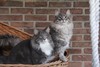 Dumny Kot*PL, Norwegian Forest Cat and Russian Blue cattery