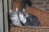 Dumny Kot*PL, Norwegian Forest Cat and Russian Blue cattery