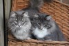 Dumny Kot*PL, Norwegian Forest Cat and Russian Blue cattery