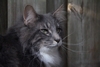 Dumny Kot*PL, Norwegian Forest Cat and Russian Blue cattery