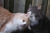 Dumny Kot*PL, Norwegian Forest Cat and Russian Blue cattery