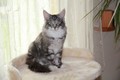 Dumny Kot*PL, Norwegian Forest Cat and Russian Blue cattery