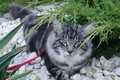 Dumny Kot*PL, Norwegian Forest Cat and Russian Blue cattery