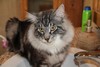 Dumny Kot*PL, Norwegian Forest Cat and Russian Blue cattery