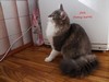 Dumny Kot*PL, Norwegian Forest Cat and Russian Blue cattery
