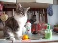 Dumny Kot*PL, Norwegian Forest Cat and Russian Blue cattery