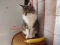 Dumny Kot*PL, Norwegian Forest Cat and Russian Blue cattery