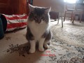 Dumny Kot*PL, Norwegian Forest Cat and Russian Blue cattery