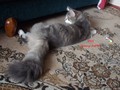 Dumny Kot*PL, Norwegian Forest Cat and Russian Blue cattery