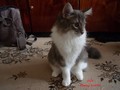 Dumny Kot*PL, Norwegian Forest Cat and Russian Blue cattery