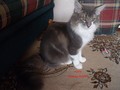 Dumny Kot*PL, Norwegian Forest Cat and Russian Blue cattery