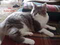 Dumny Kot*PL, Norwegian Forest Cat and Russian Blue cattery