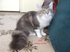 Dumny Kot*PL, Norwegian Forest Cat and Russian Blue cattery
