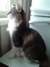 Dumny Kot*PL, Norwegian Forest Cat and Russian Blue cattery