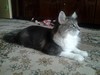 Dumny Kot*PL, Norwegian Forest Cat and Russian Blue cattery