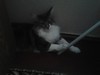 Dumny Kot*PL, Norwegian Forest Cat and Russian Blue cattery