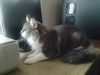 Dumny Kot*PL, Norwegian Forest Cat and Russian Blue cattery