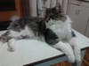 Dumny Kot*PL, Norwegian Forest Cat and Russian Blue cattery
