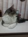 Dumny Kot*PL, Norwegian Forest Cat and Russian Blue cattery