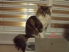 Dumny Kot*PL, Norwegian Forest Cat and Russian Blue cattery