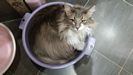 Dumny Kot*PL, Norwegian Forest Cat and Russian Blue cattery