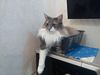 Dumny Kot*PL, Norwegian Forest Cat and Russian Blue cattery