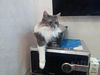 Dumny Kot*PL, Norwegian Forest Cat and Russian Blue cattery