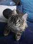 Dumny Kot*PL, Norwegian Forest Cat and Russian Blue cattery