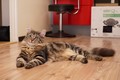Dumny Kot*PL, Norwegian Forest Cat and Russian Blue cattery