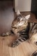 Dumny Kot*PL, Norwegian Forest Cat and Russian Blue cattery